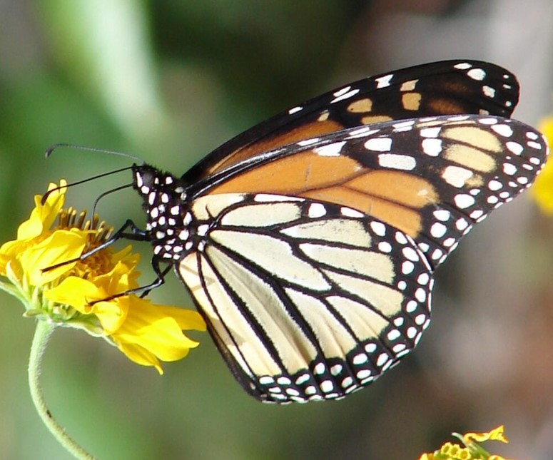 Butterfly part of biodiversity