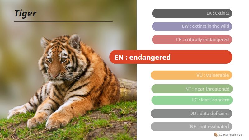 Endangered Tiger
