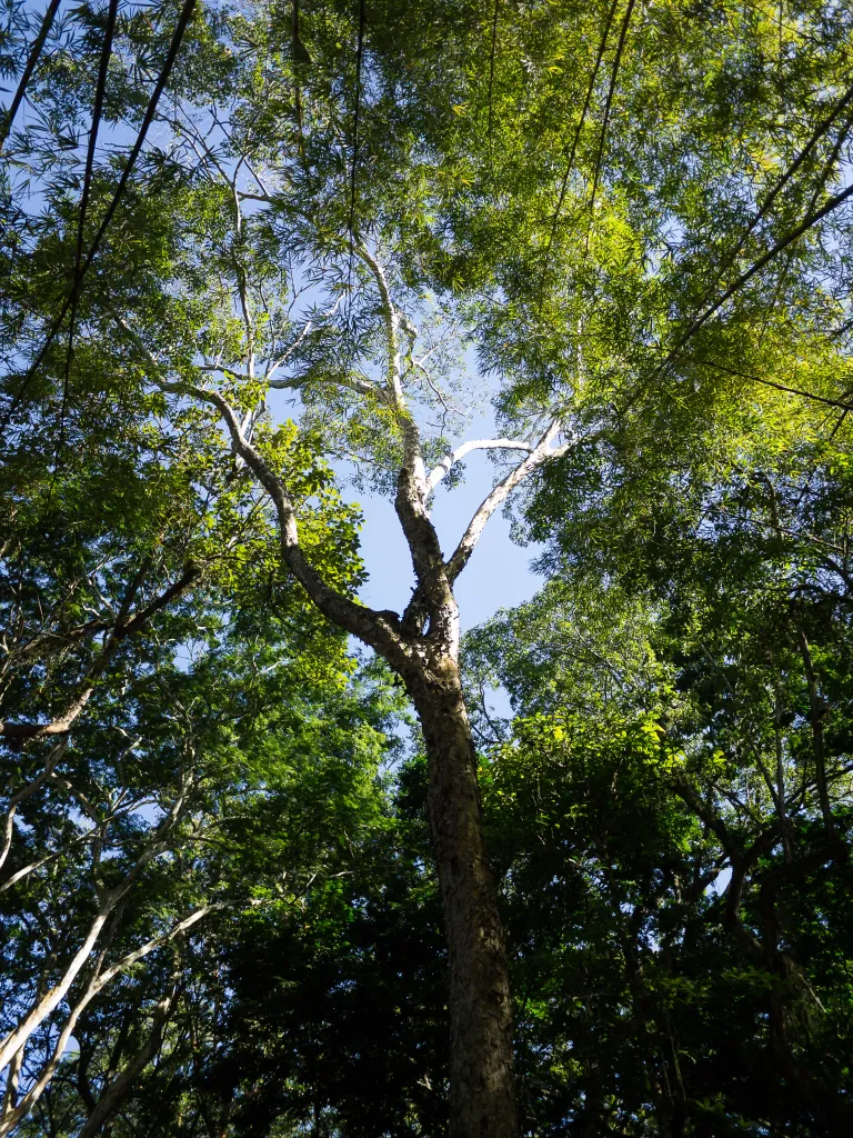 Terminalia acuminata
